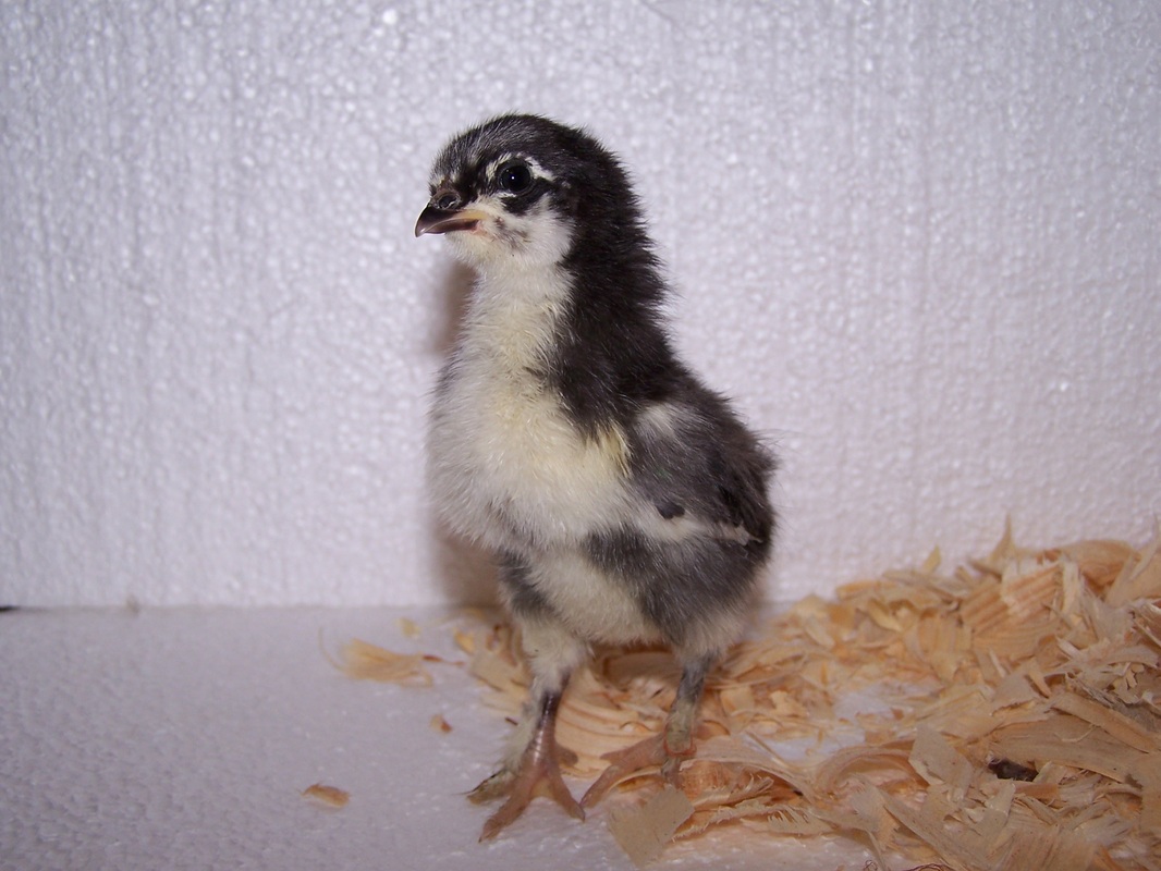 Caring for Baby Chicks - Chicken Ridge Farm